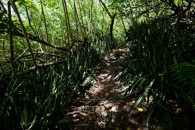 乳房山（母島）