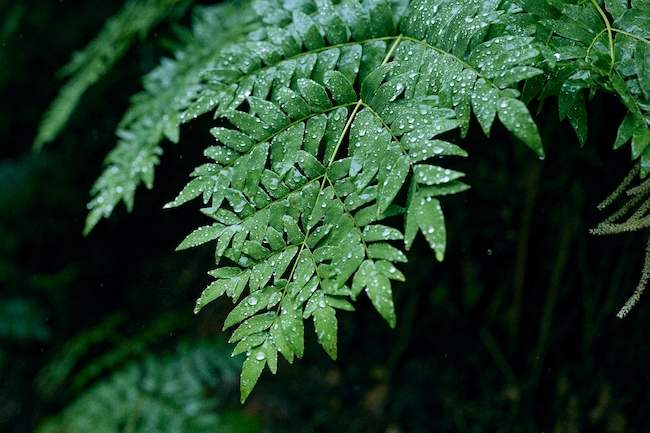 恵の雨と植物