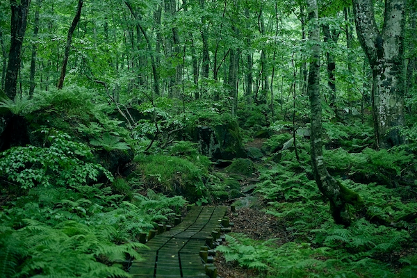 苔むした巨石