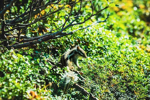 高山植物のエゾオヤマリンドウ