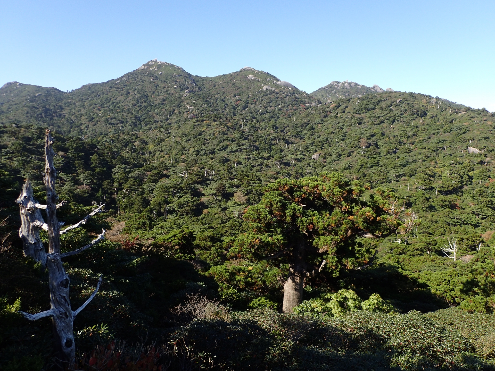 大神山公園（父島）