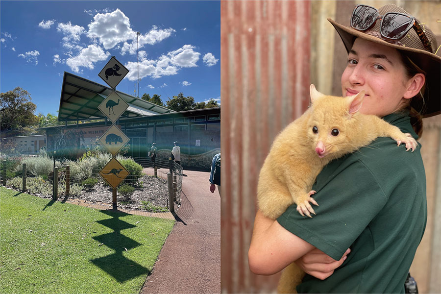 左／動物園のゲート前には可愛い看板が。　右／枝の上から飼育員に抱っこをせがみ、念願叶って満足げなオポッサム。