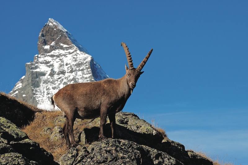 <p>山の牧草地で飼育・放牧されている牛や羊を見られるのは、スイスが放牧酪農を推奨しているため。また、過酷な立地・気象条件などの環境に適応して生き延びてきた野生動物も見ることができる。<br />
大きな角が印象的なアルパイン・アイベックスや、なかなか巣穴から出てこないアルパイン・マーモットが人気。</p>
<p>©︎Leandeer Wenger</p>
