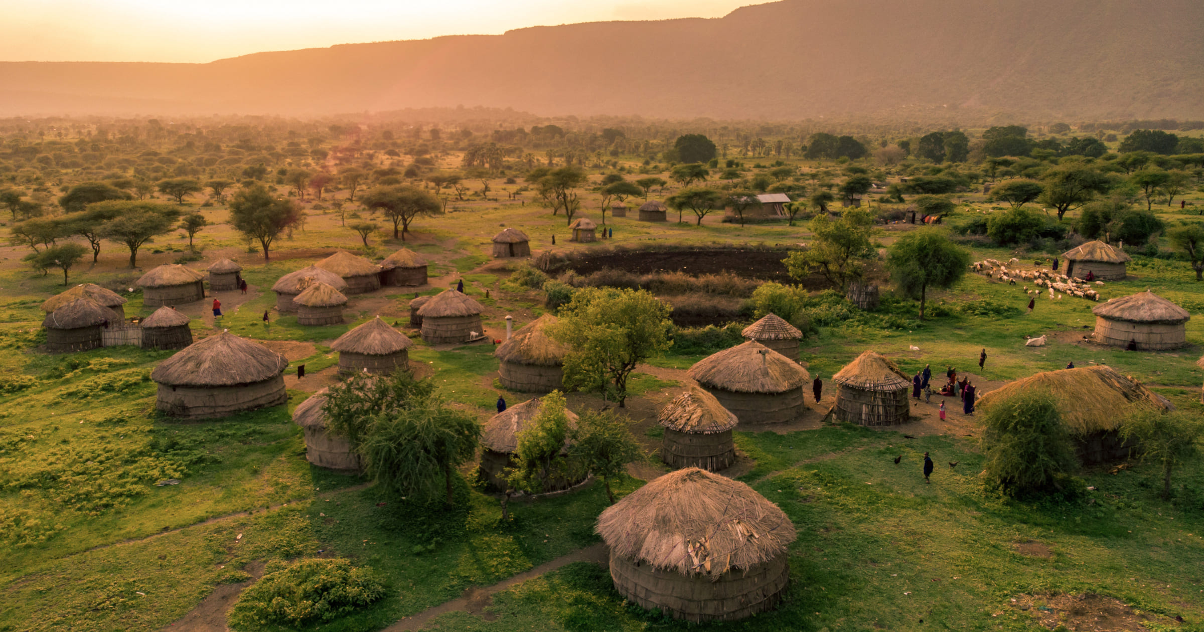 タンザニア産 タンザニアヒラズハナムグリ ペア 39-43mm タンザニア