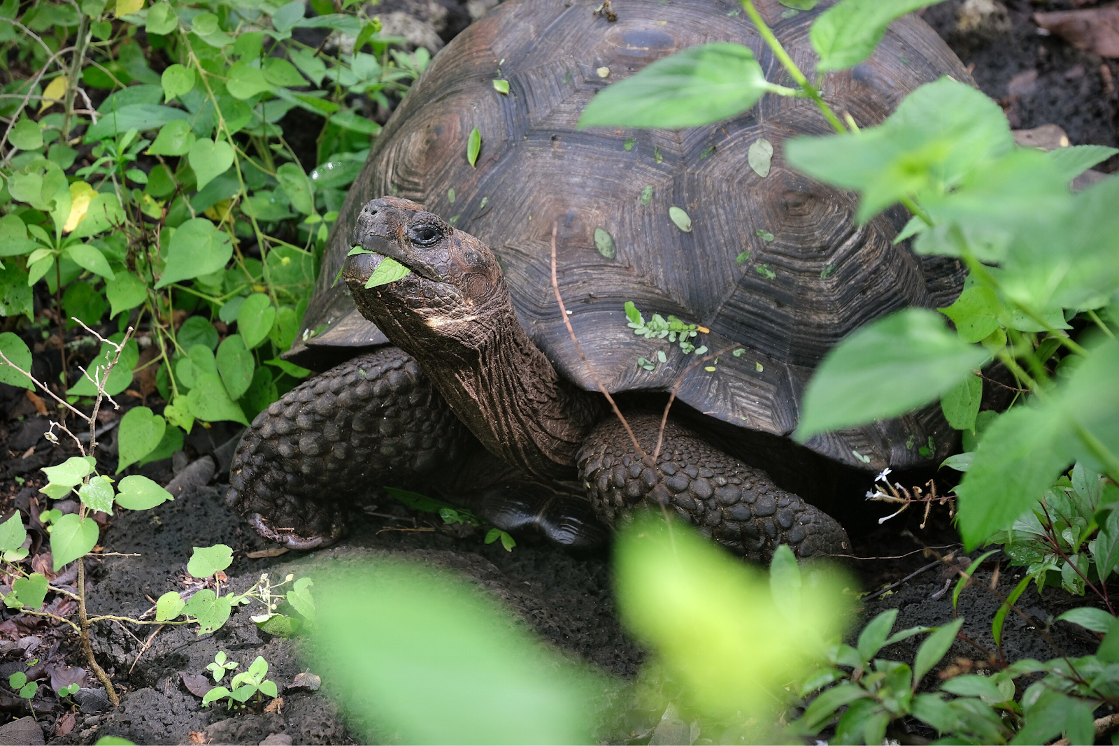 サンタ・クルス島に生息するガラパゴスゾウガメ
