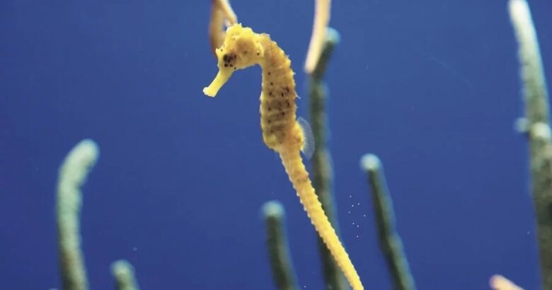 どうしてこんな進化をした!?
不思議な海の生き物たち
