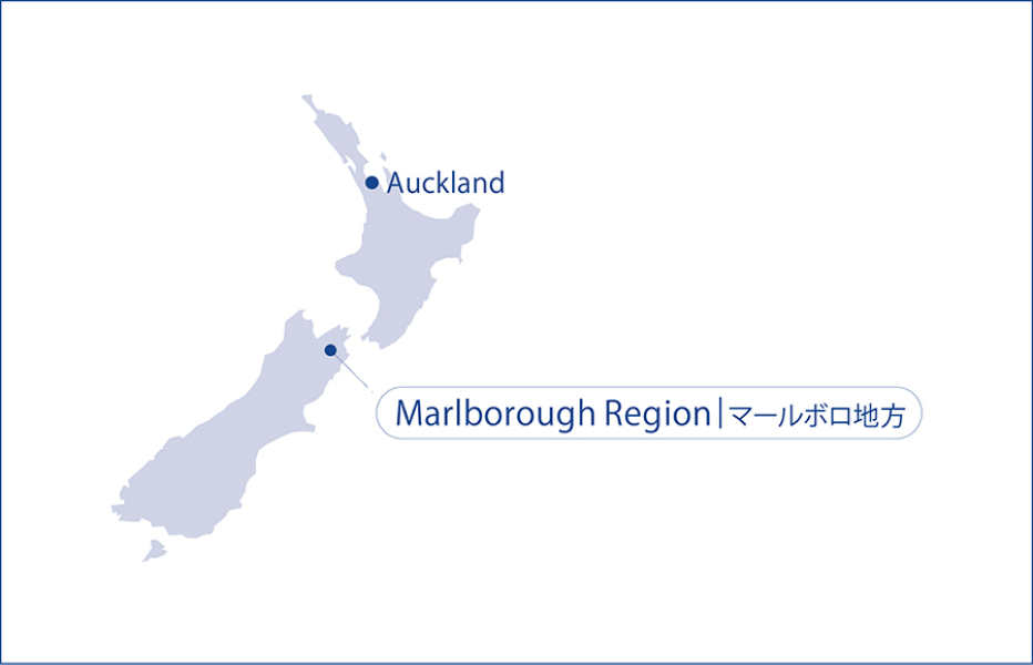 Access：南島の北端に位置するマールボロ地方へは、オークランド空港から国内線で約1時間20分、ブレナム空港へ。レンタカーを借りるか、ドライバー付きハイヤーを借りて移動するのがおすすめ。
