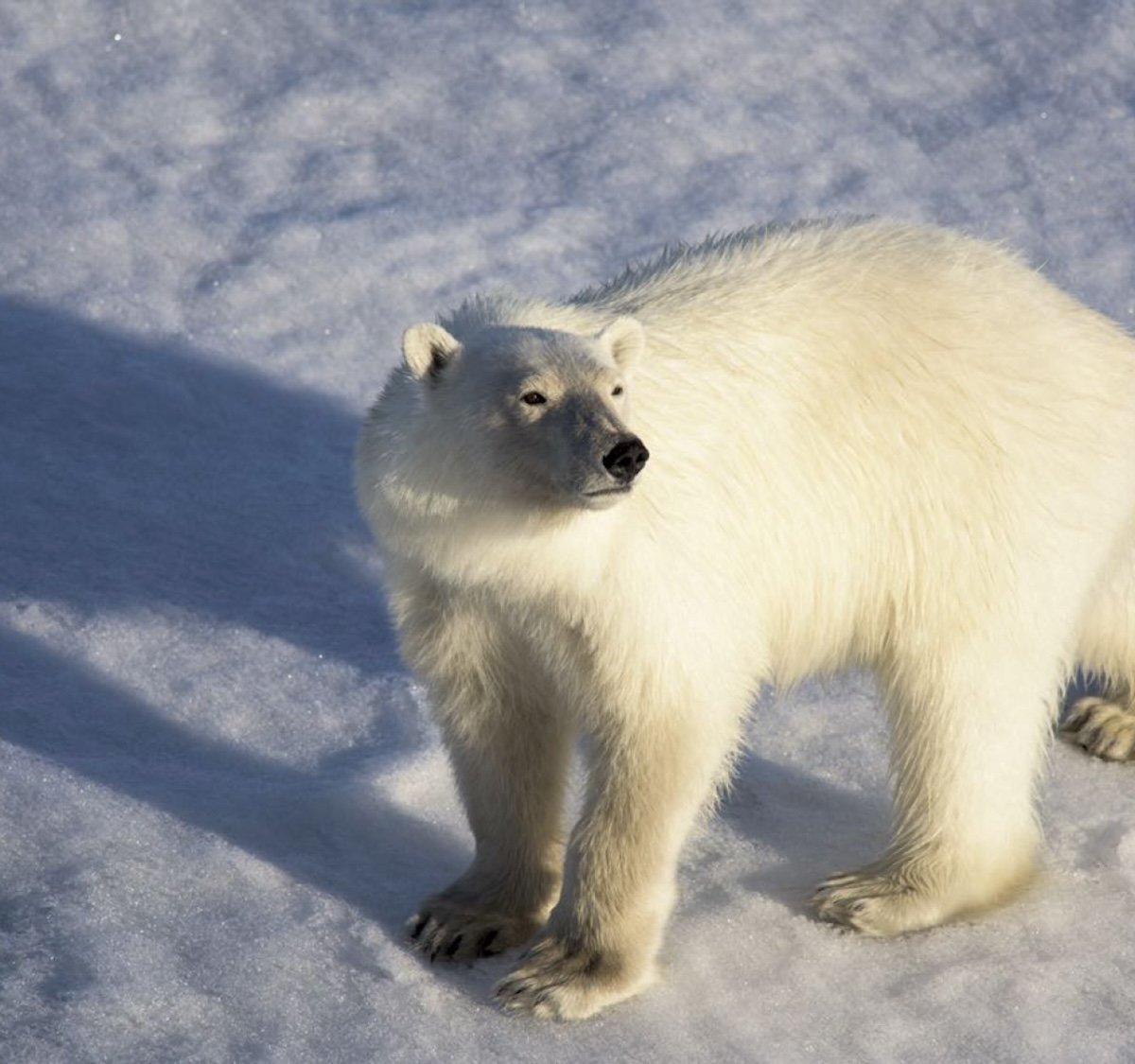 ホッキョクグマの日