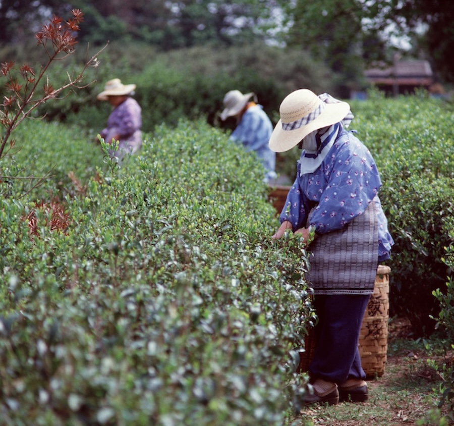 5月2日は緑茶の日