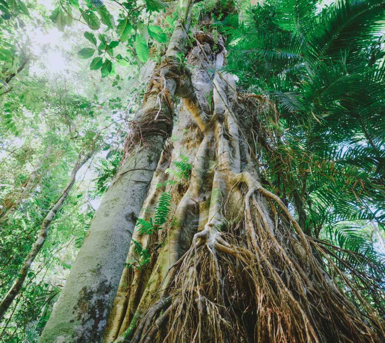 #クイーンズランド州で自然を考える旅へ🇦🇺
デインツリーの森に息づく声を聴く