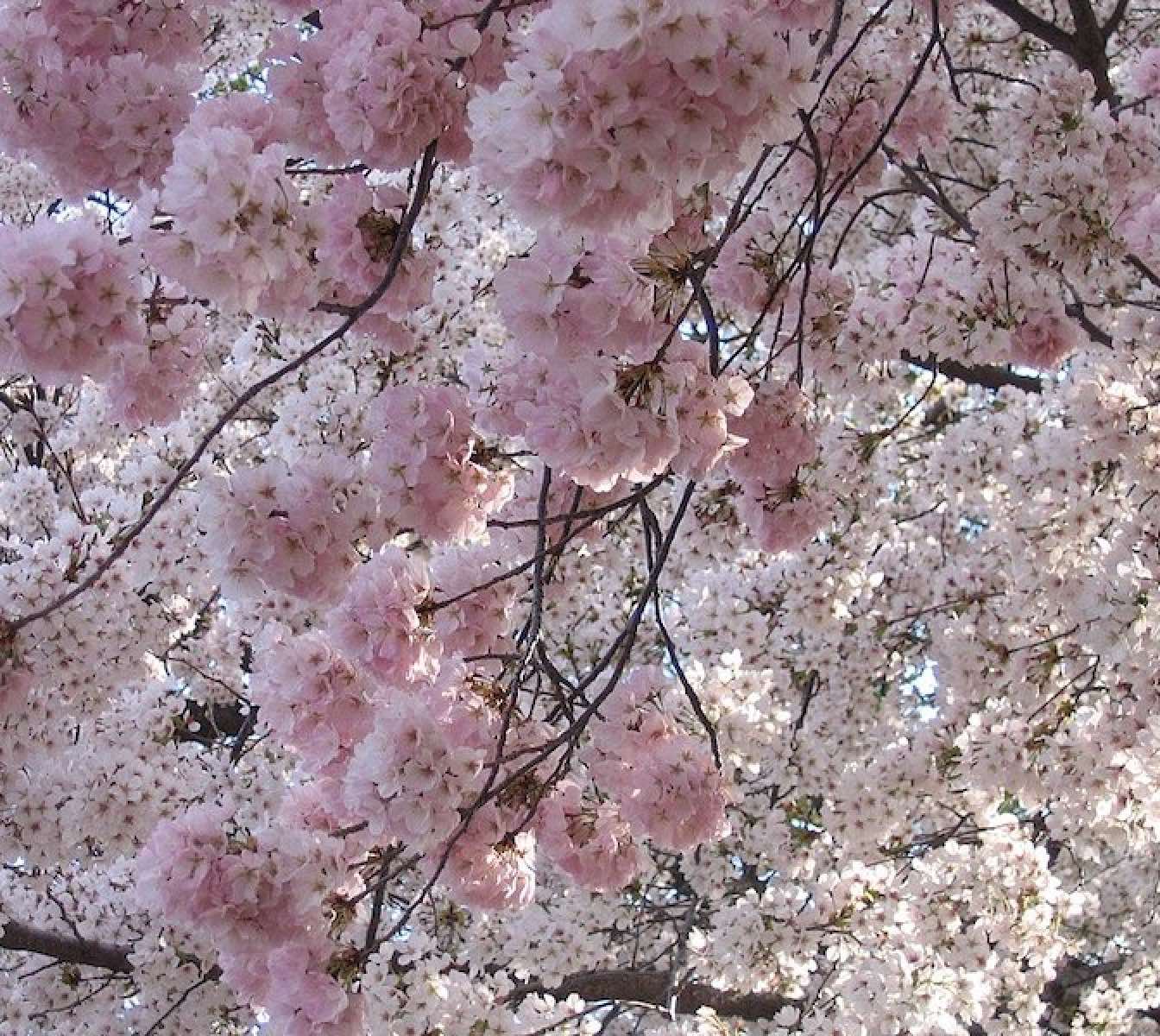 8月18日は
桜の木を寄贈した日