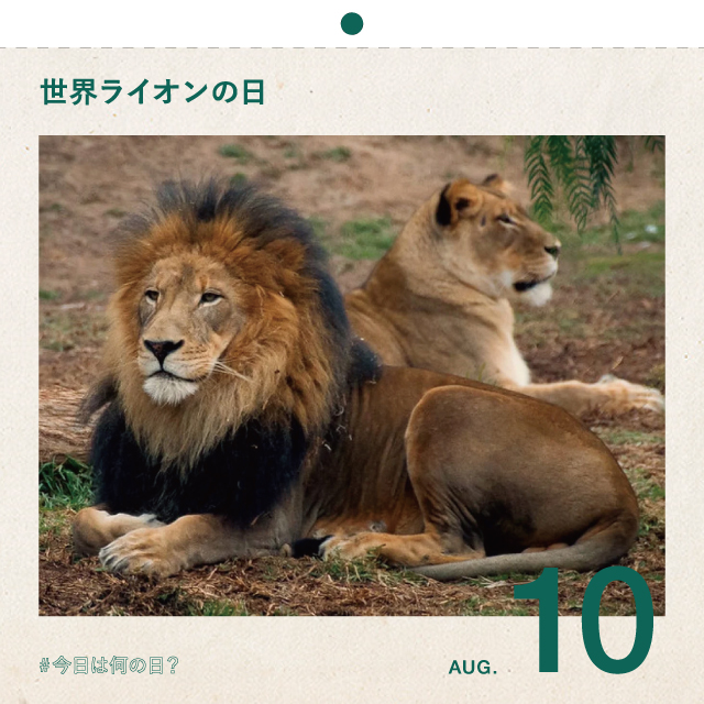 #今日は何の日？
世界ライオンの日
8月10日