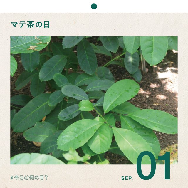#今日は何の日？
マテ茶の日
9月1日