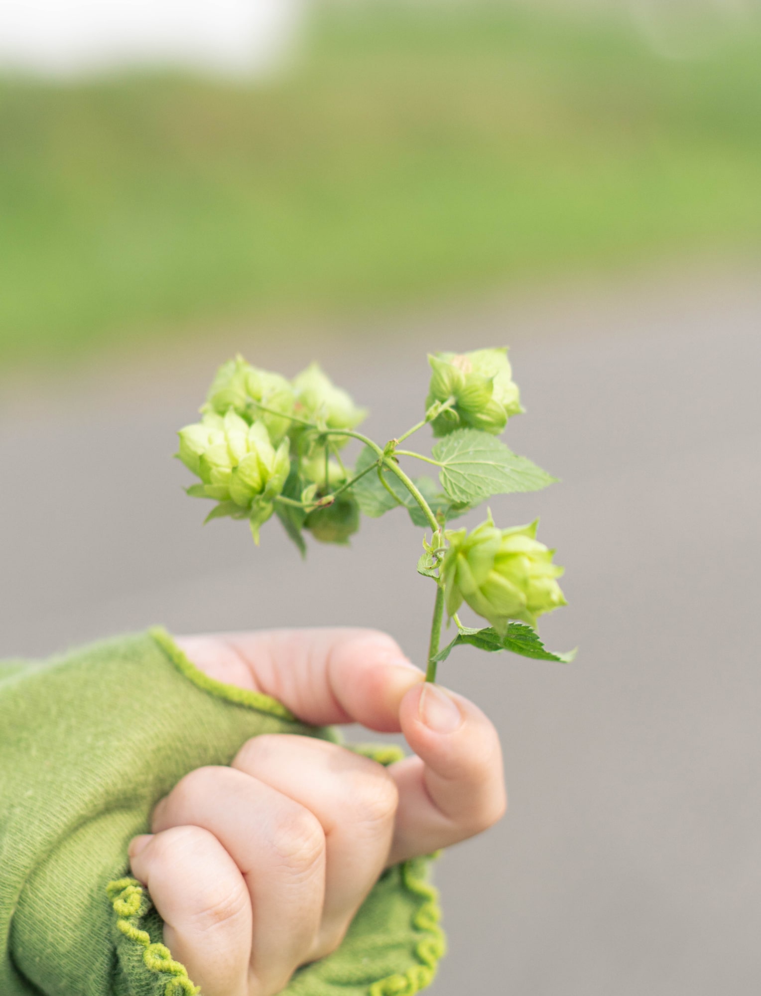 また、遠野はホップ栽培で知られ、あちこちに畑が広がっていた。
収穫の時期だったせいか、道路には運ばれる途中で落ちたホップがちらほら。初めて目にしたその光景に、心がそっとくすぐられるようだった。
