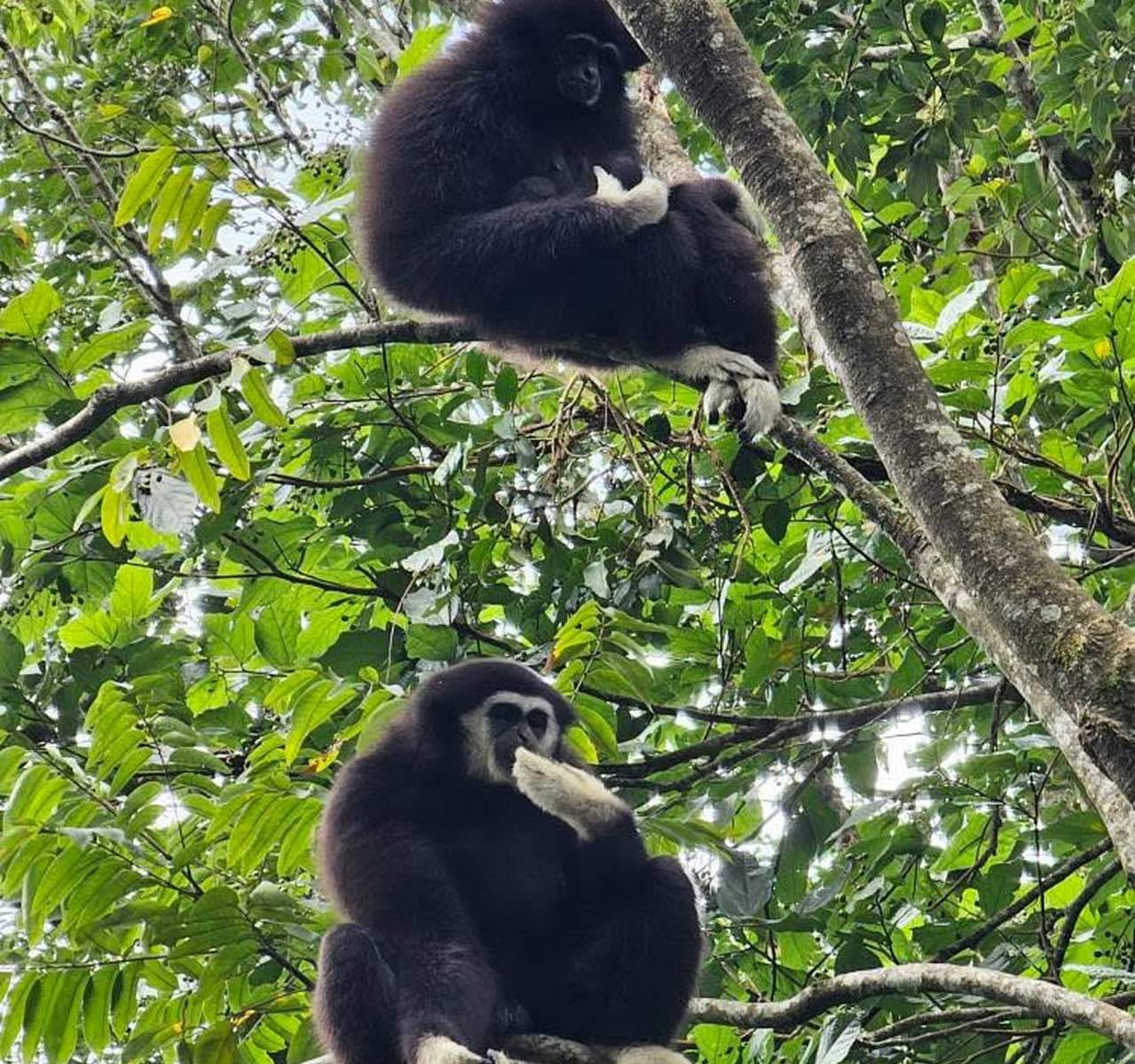 #今週のTRANSIT編集部日誌
タイの森でテナガザルに会う
松本美卯（TRANSIT）
