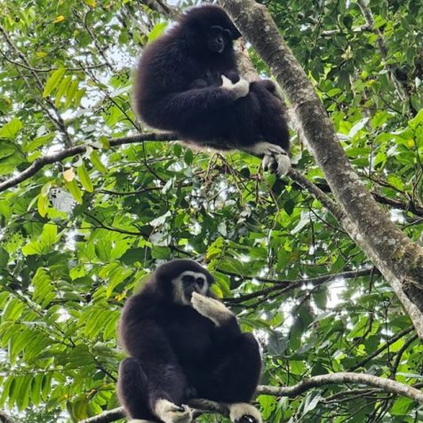 #今週のTRANSIT編集部日誌
タイの森でテナガザルに会う
松本美卯（TRANSIT）
