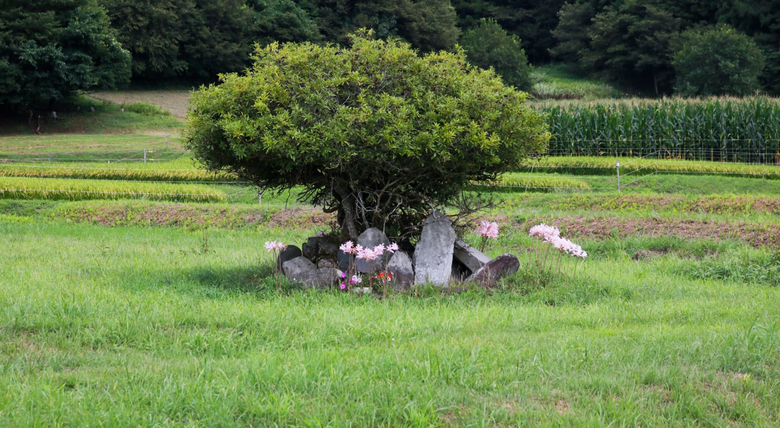 #今週のTRANSIT編集部日誌
祈るように暮らす山間の町、岩手・遠野へ