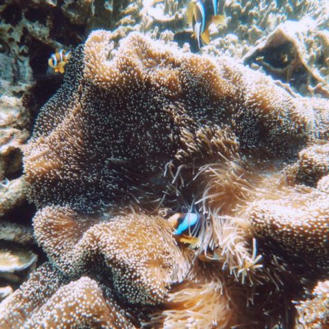 #クイーンズランド州で自然を考える旅へ🇦🇺
グレートバリアリーフの上で未来を想う
