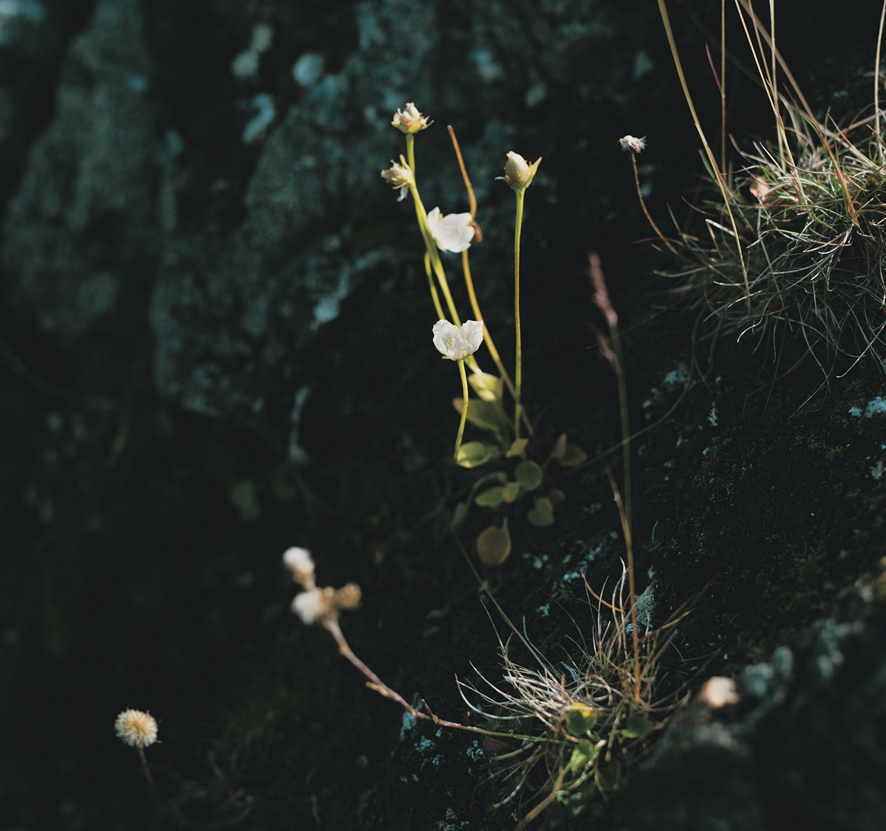 「極北ラップランド100km 
博物をめぐる探検ハイク」取材秘話 
野川かさね（写真家）・
小林百合子（編集者・ライター）