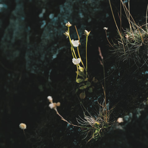 Podcast｜旅と世界のはなし
vol.38 
「極北ラップランド100km
博物をめぐる探検ハイク」取材秘話
野川かさね（写真家）・
小林百合子（編集者・ライター）
