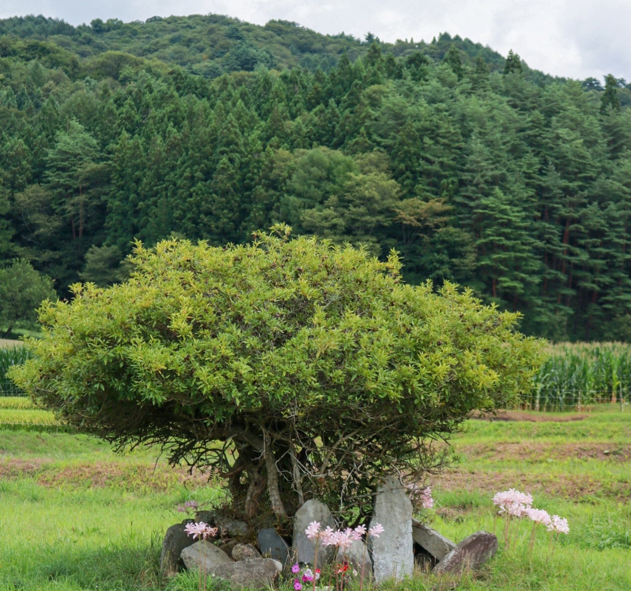#今週のTRANSIT編集部日誌
祈るように暮らす山間の町、岩手・遠野へ
磯部里紗（TRANSIT.jp）