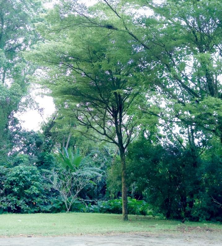 連載｜清水みさとの世界のサウナ巡礼記
vol.14 シンガポール
「森林だらけのコンクリートジャングル」
