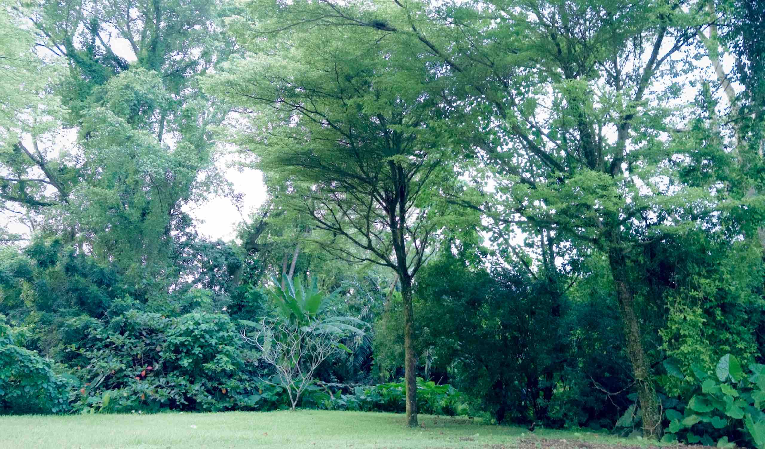 連載｜清水みさとの世界のサウナ巡礼記
vol.14 シンガポール／「森林だらけのコンクリートジャングル」