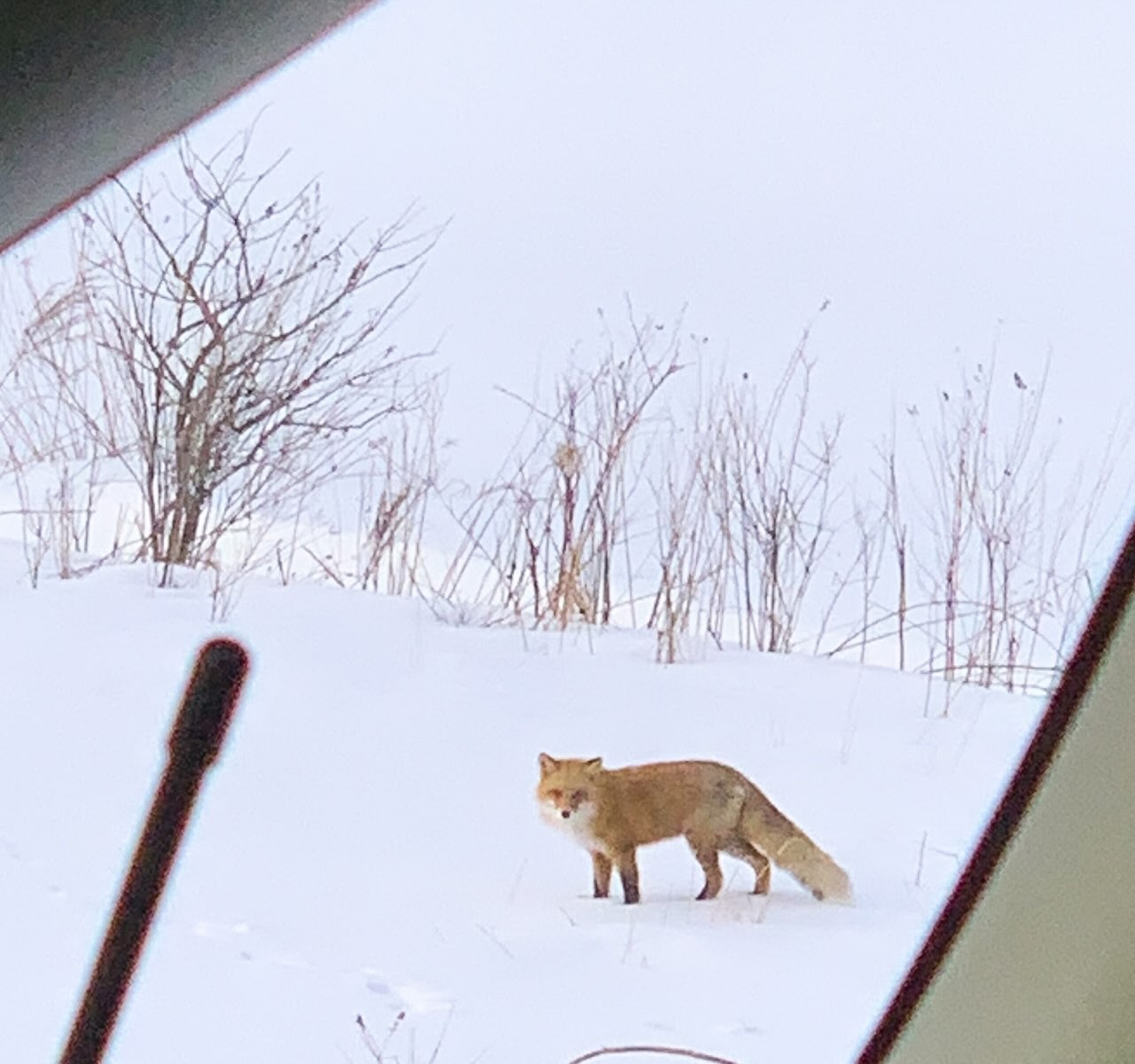 釧路湿原国立公園へ。
タンチョウやエゾシカ、キタキツネ……北海道の冬、そして恋の季節。
