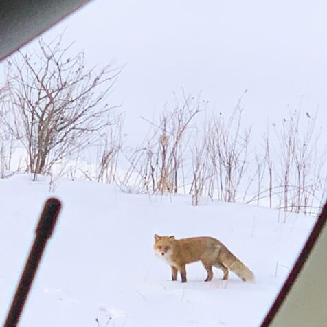 連載｜今週の編集部日誌
釧路湿原国立公園へ。
タンチョウやエゾシカ、キタキツネ……北海道の冬、そして恋の季節。
磯部里紗（TRANSIT.jp 編集者）
